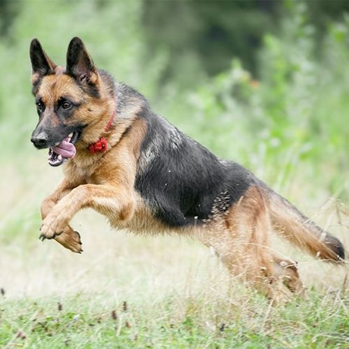 German Shepherd Dog Breed Information and Personality Traits