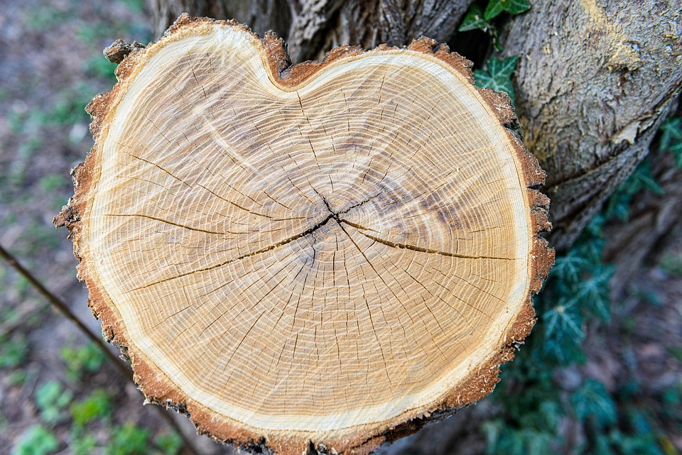 Kelmų frezavimas – tvari alternatyva: ką daryti su susmulkinta mediena?